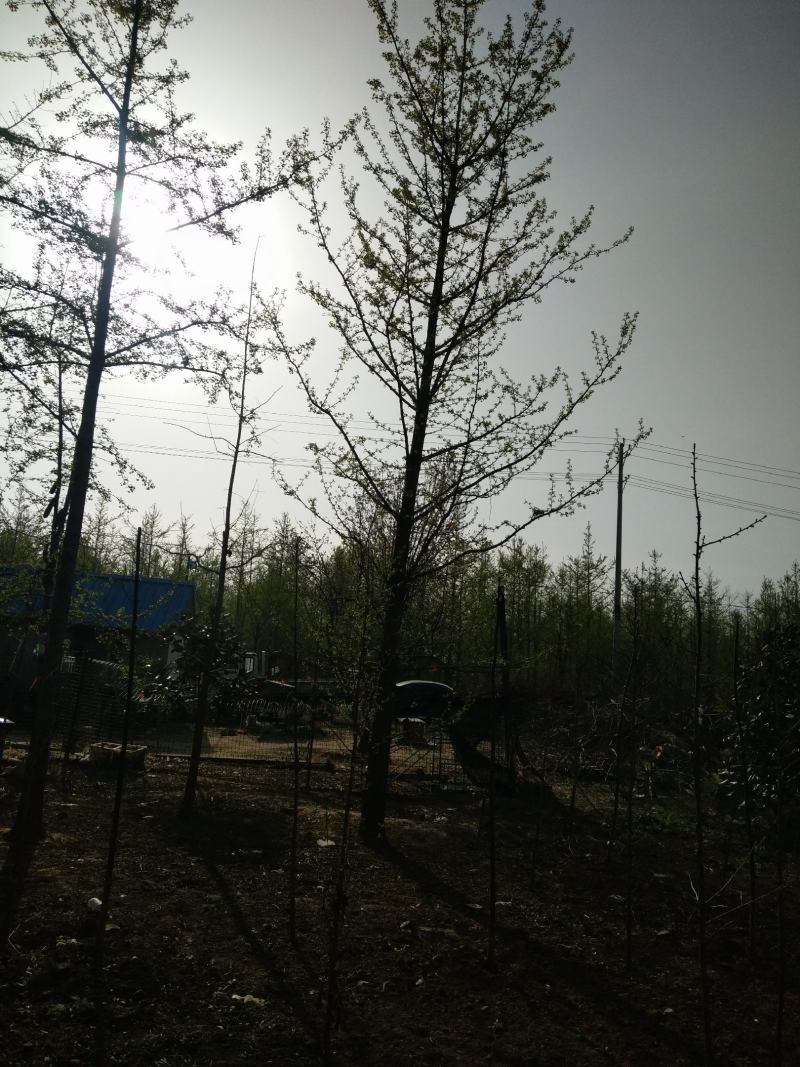 【银杏】山东精品银杏树白果树，银杏苗圃规格齐全欢迎采购