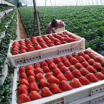 奶油草莓、丹东红颜久久、红颜、章姬、妙香、妙三、208