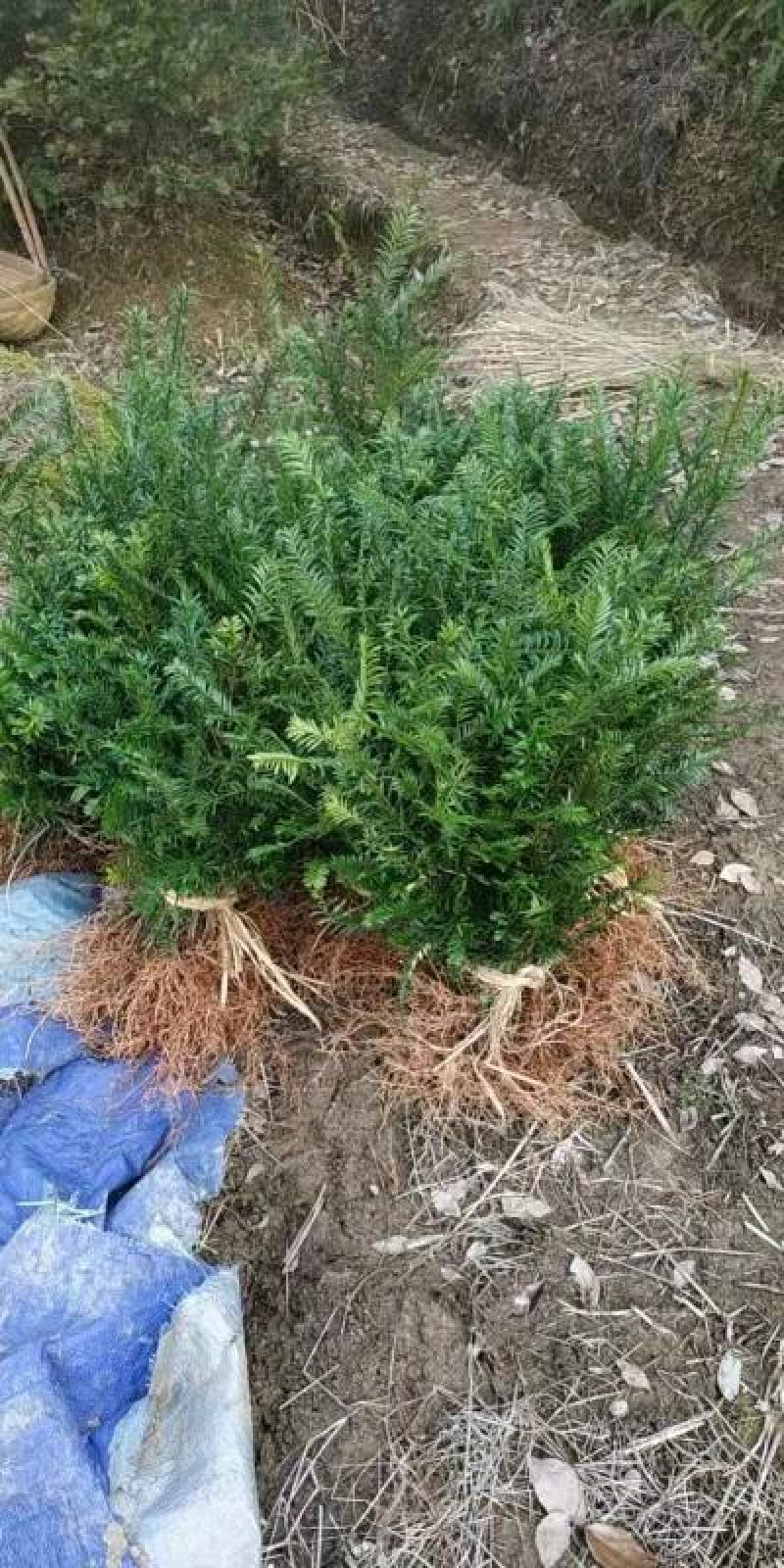 【牛商推荐】江西宜春本地红豆杉10~20cm，量大有优惠
