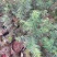 【牛商推荐】江西宜春本地红豆杉10~20cm，量大有优惠