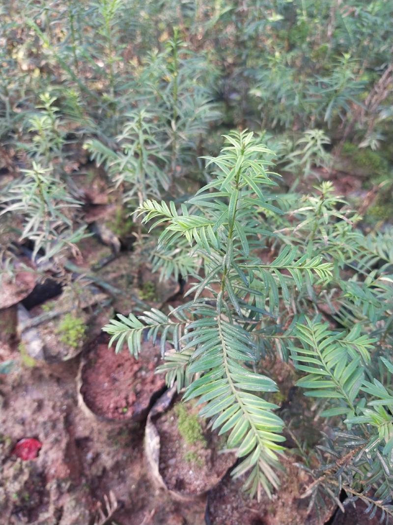 【牛商推荐】江西宜春本地红豆杉10~20cm，量大有优惠