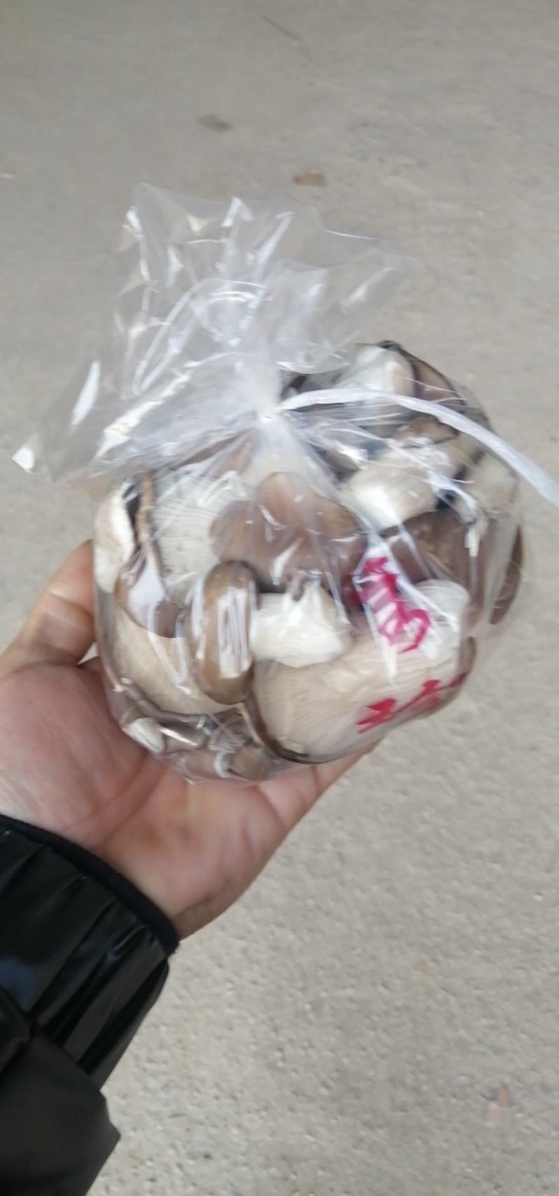秀珍菇河北秀珍菇食用菌种植销售