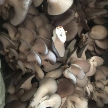秀珍菇河北秀珍菇食用菌种植销售
