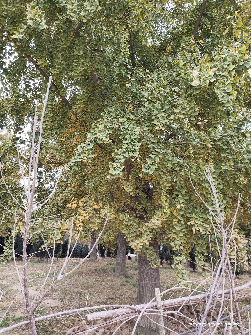 银杏之乡，苗圃直销，一手货源，保证成活率，提供技术指导！