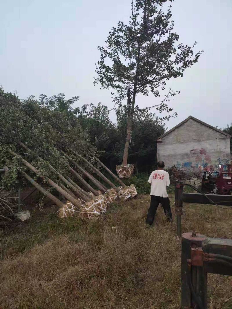 银杏之乡，苗圃直销，一手货源，保证成活率，提供技术指导！