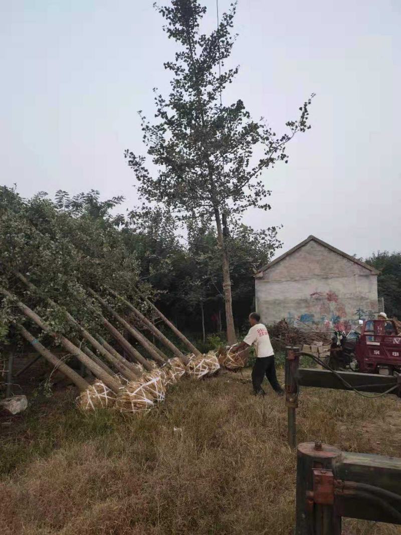银杏之乡，苗圃直销，一手货源，保证成活率，提供技术指导！