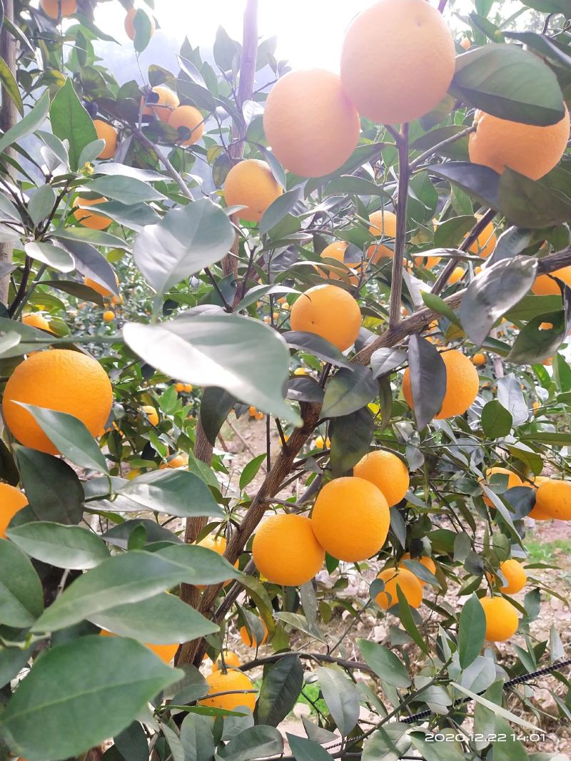 蜜香橙大量上市有需求的老板请联系！