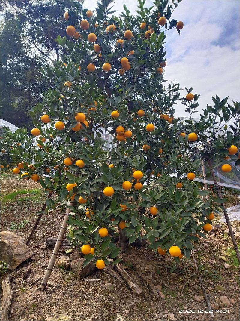 蜜香橙大量上市有需求的老板请联系！