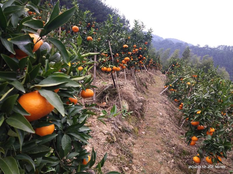 蜜香橙大量上市有需求的老板请联系！