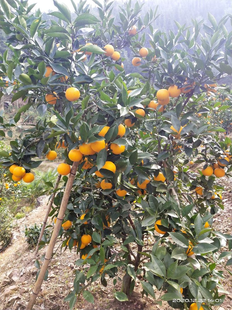 蜜香橙大量上市有需求的老板请联系！