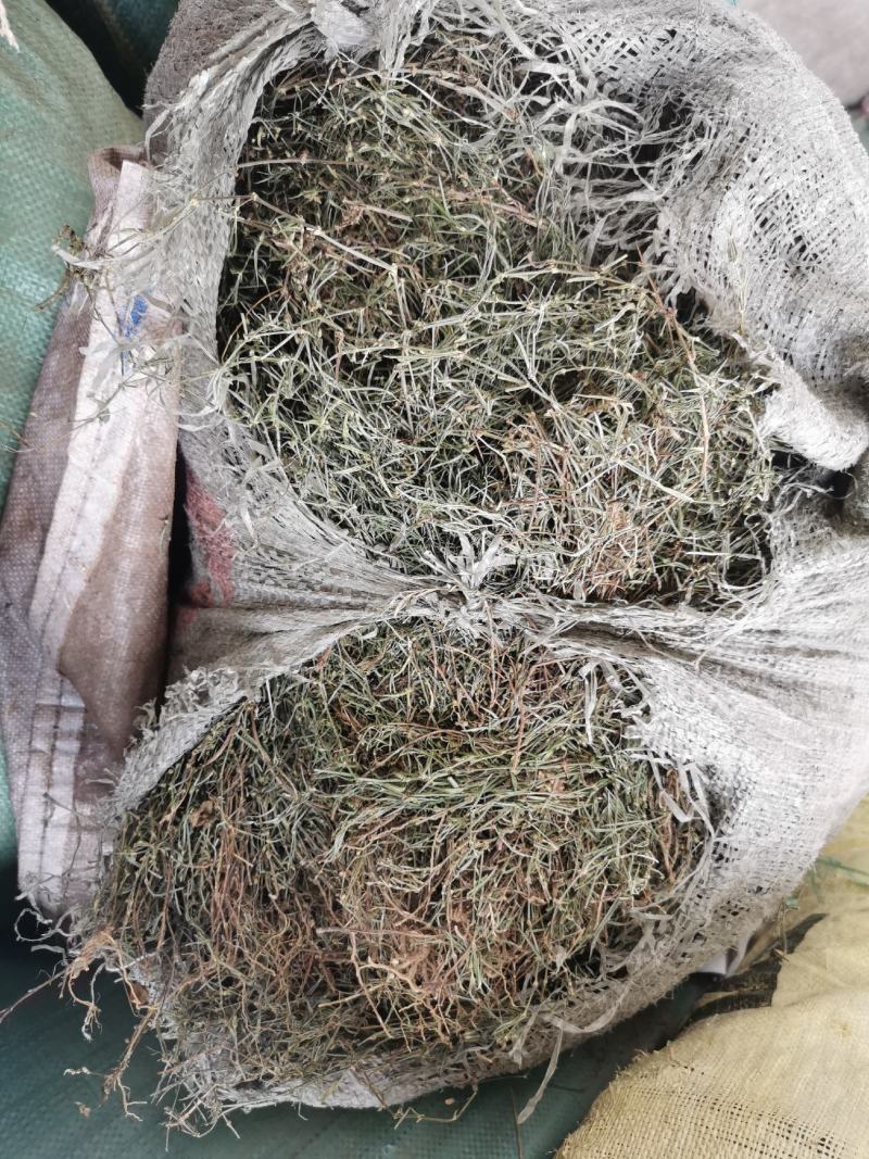白花蛇舌草优选中药材草药之白花蛇舌草，别名：蛇舌草