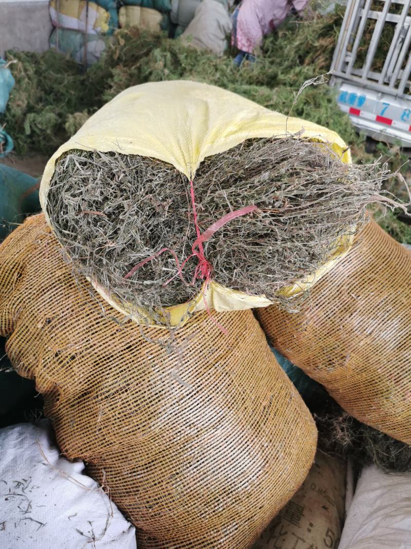 白花蛇舌草优选中药材草药之白花蛇舌草，别名：蛇舌草