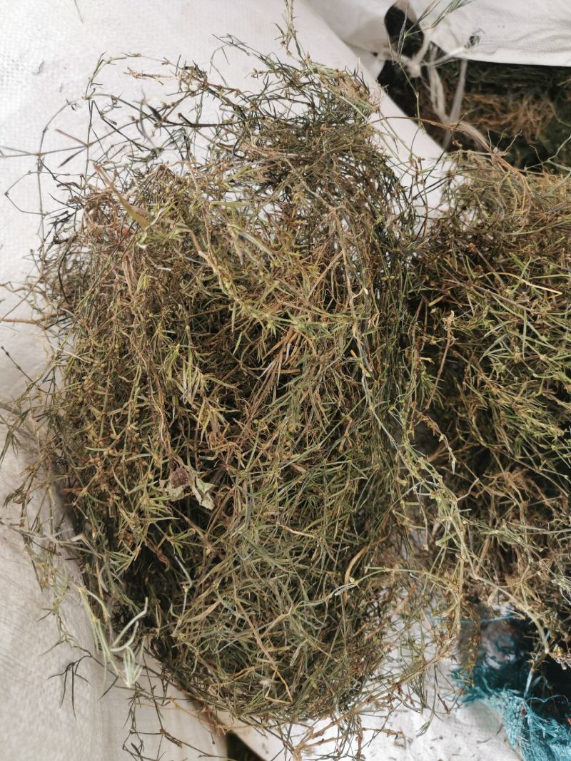 白花蛇舌草优选中药材草药之白花蛇舌草，别名：蛇舌草