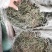 白花蛇舌草优选中药材草药之白花蛇舌草，别名：蛇舌草