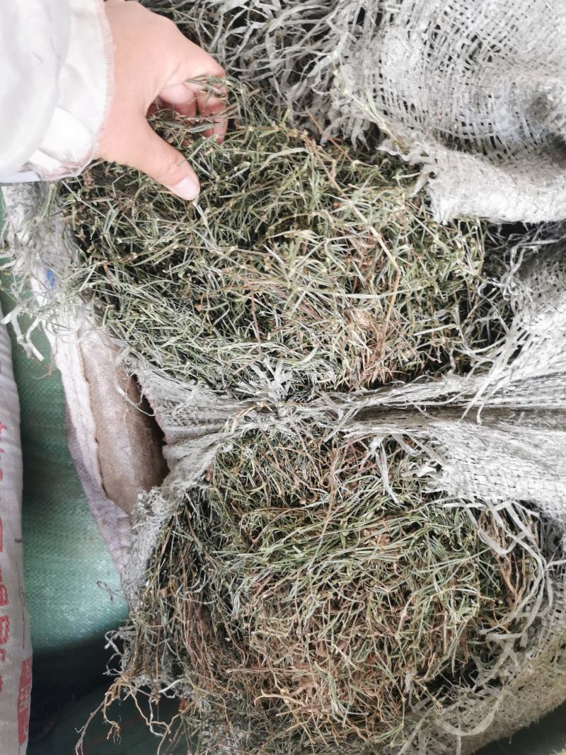 白花蛇舌草优选中药材草药之白花蛇舌草，别名：蛇舌草