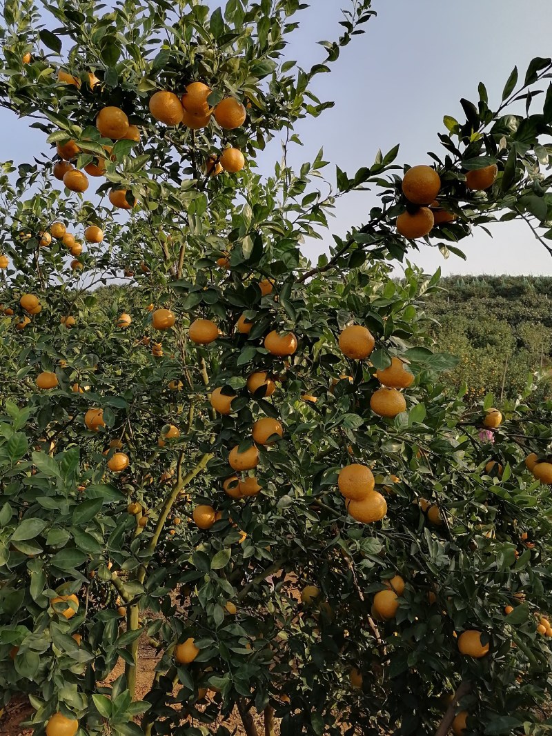 广西宾阳县皇帝柑清甜可口，物美价廉，大量有货