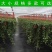 常春藤常青藤苗盆栽藤蔓常春藤苗40-50公分