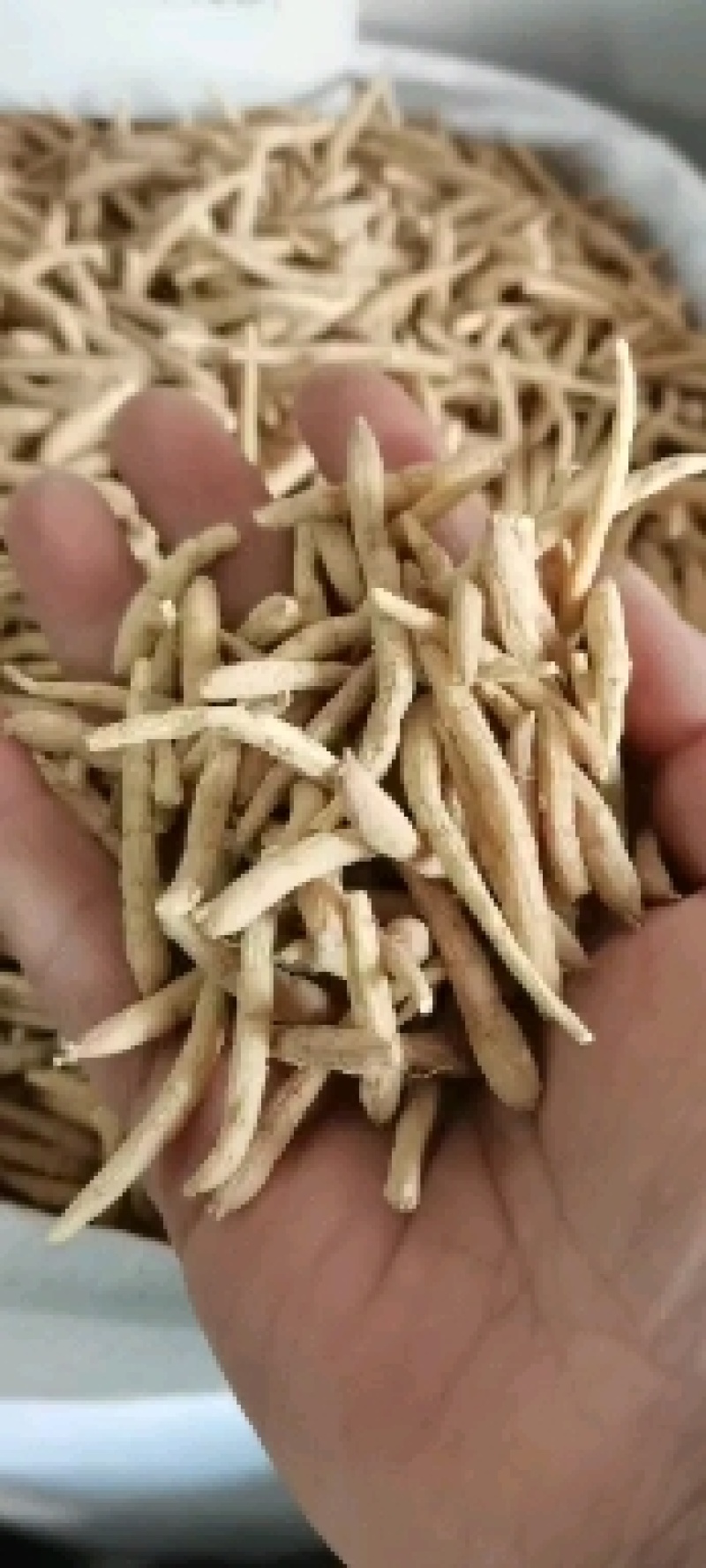 太子参孩儿参无硫***各种中药材批发