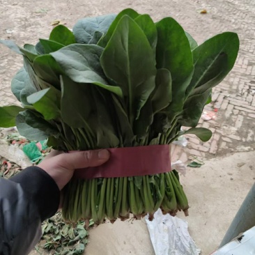 精品菠菜，，叶大色绿，耐运输，短根长跟都可预订，