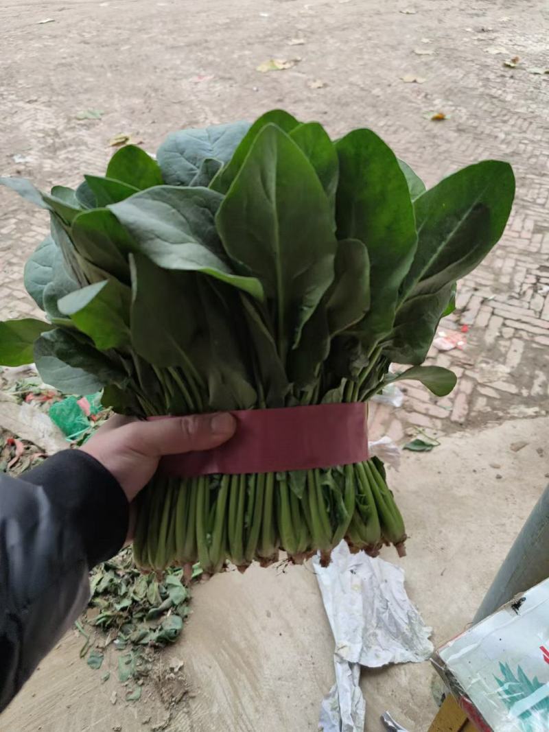 精品菠菜，，叶大色绿，耐运输，短根长跟都可预订，