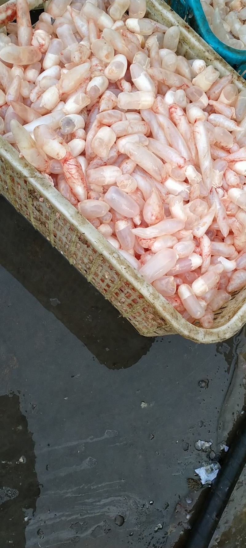 鱼泡鱼鳔每天新鲜鱼泡鱼鳔