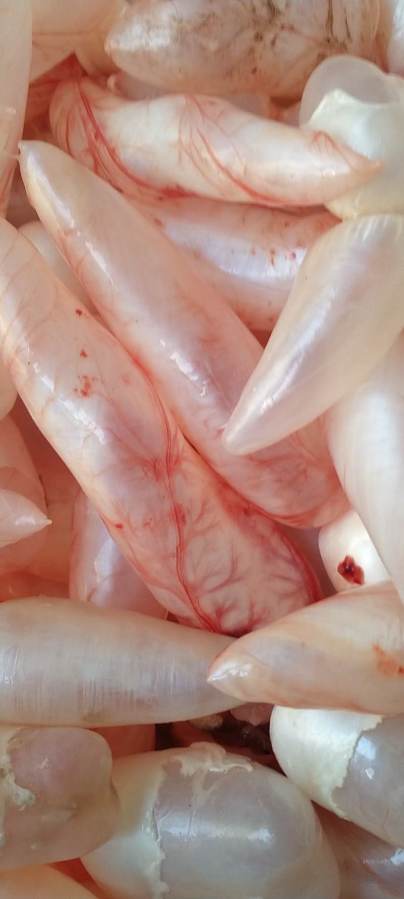 鱼泡鱼鳔每天新鲜鱼泡鱼鳔
