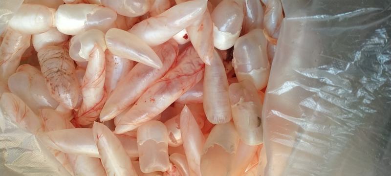 鱼泡鱼鳔每天新鲜鱼泡鱼鳔