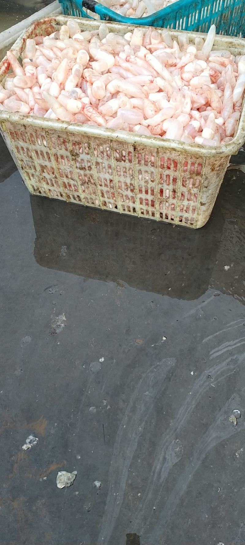 鱼泡鱼鳔每天新鲜鱼泡鱼鳔