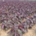 紫苏叶种子紫苏种子紫苏籽芽率高可在线交易