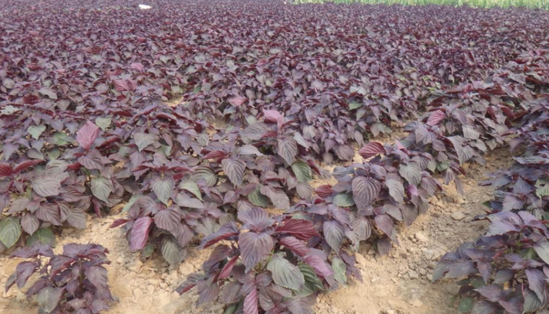紫苏叶种子紫苏种子紫苏籽芽率高可在线交易