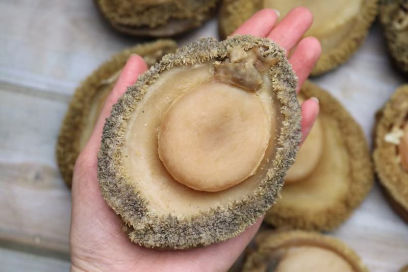 3头南非鲍鱼干个头大个个厚肉干度好