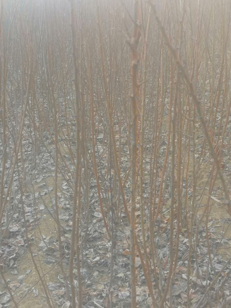 桃树原生苗实生桃树苗山桃苗占地桃树