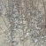 桃树原生苗实生桃树苗山桃苗占地桃树
