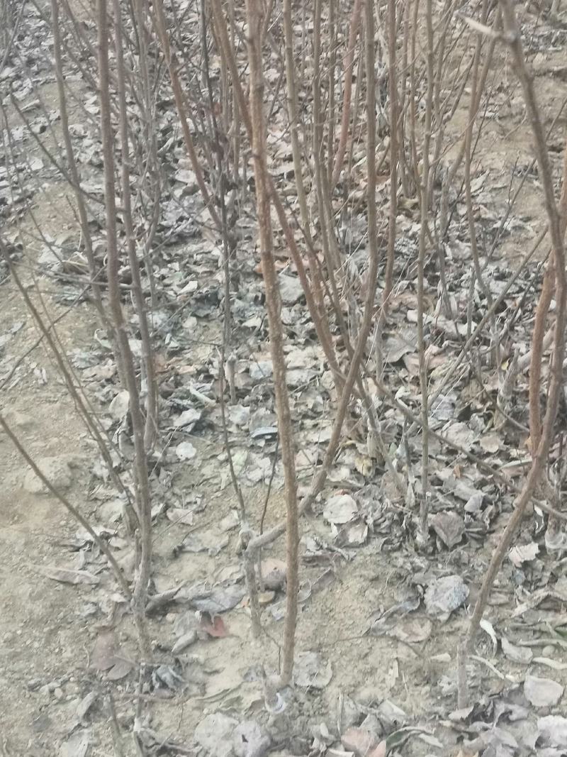 桃树原生苗实生桃树苗山桃苗占地桃树