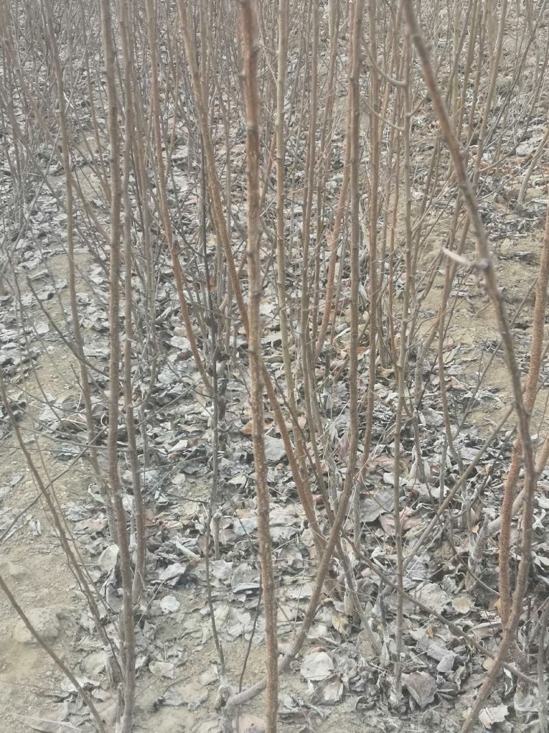 桃树原生苗实生桃树苗山桃苗占地桃树