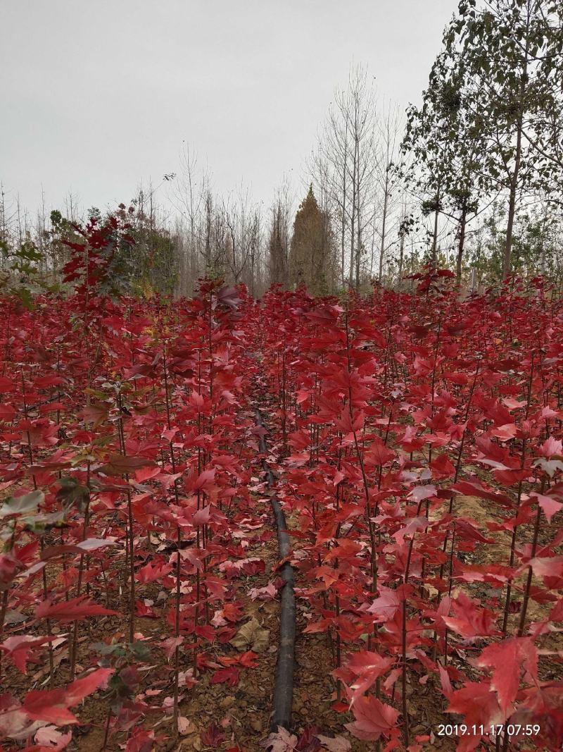 供应各种规格的美国红枫红冠十月光辉红点秋火焰苗圃直销保证