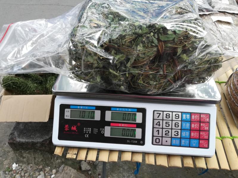 鸡骨草野生新鲜晒干带叶子益肝炖汤料煲汤养生鸡骨草茶
