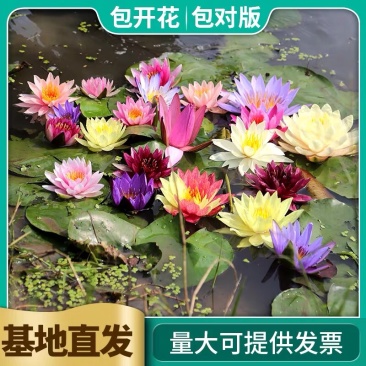 睡莲四季水生植物大睡莲根块水培睡莲碗莲荷花种藕