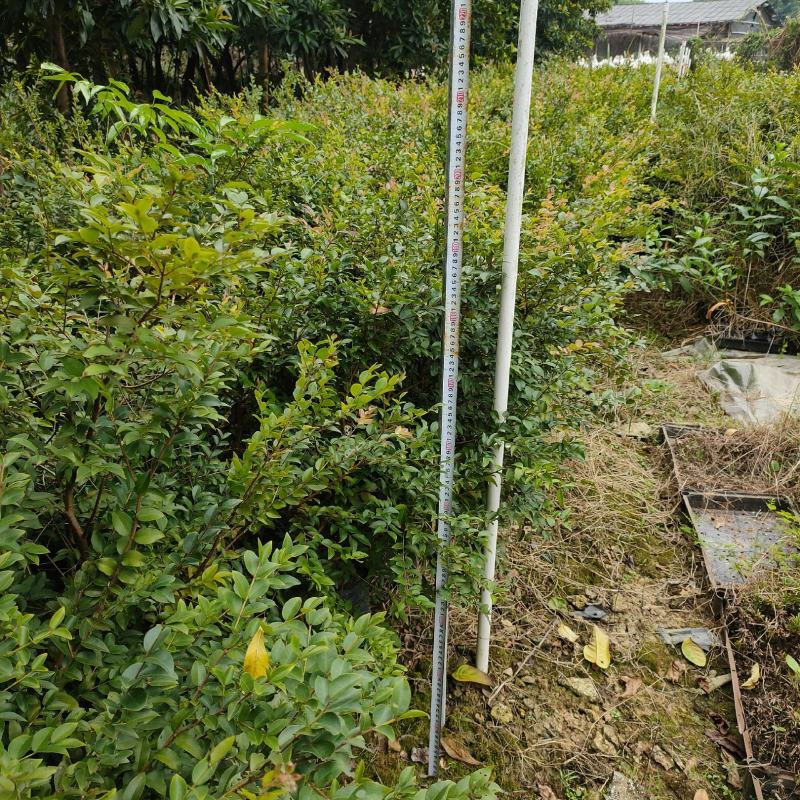 沙巴嘉宝果苗树葡萄苗庭院盆栽观果树(70-100)厘米高