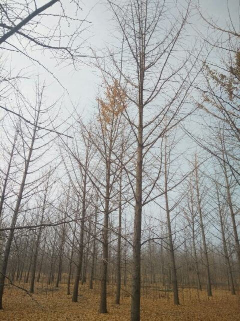 银杏树小苗，银杏精苗，产地银杏，保证成活率指树挖树，银杏