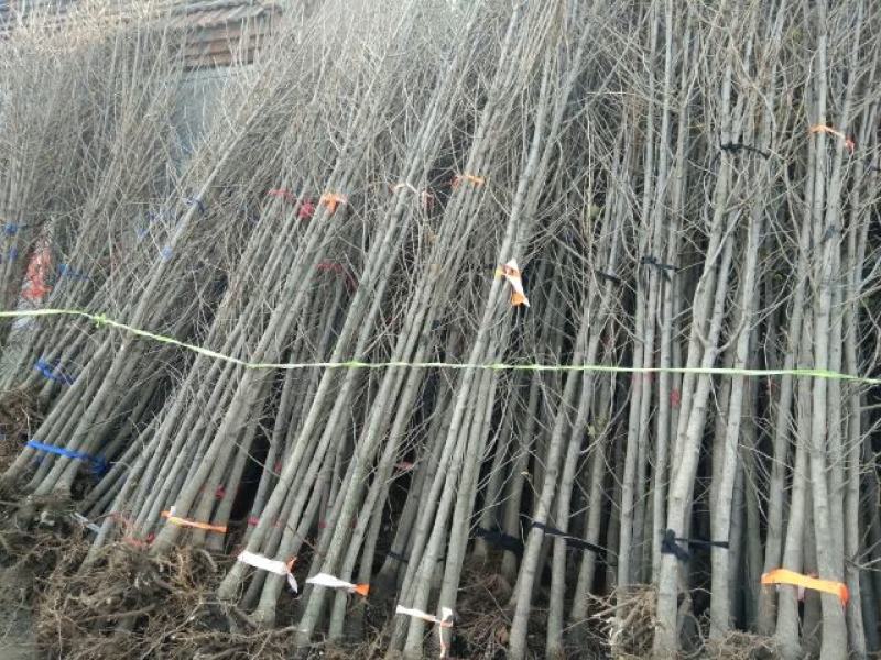 银杏树小苗，银杏精苗，产地银杏，保证成活率指树挖树，银杏