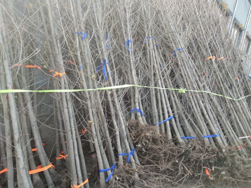 银杏树小苗，银杏精苗，产地银杏，保证成活率指树挖树，银杏