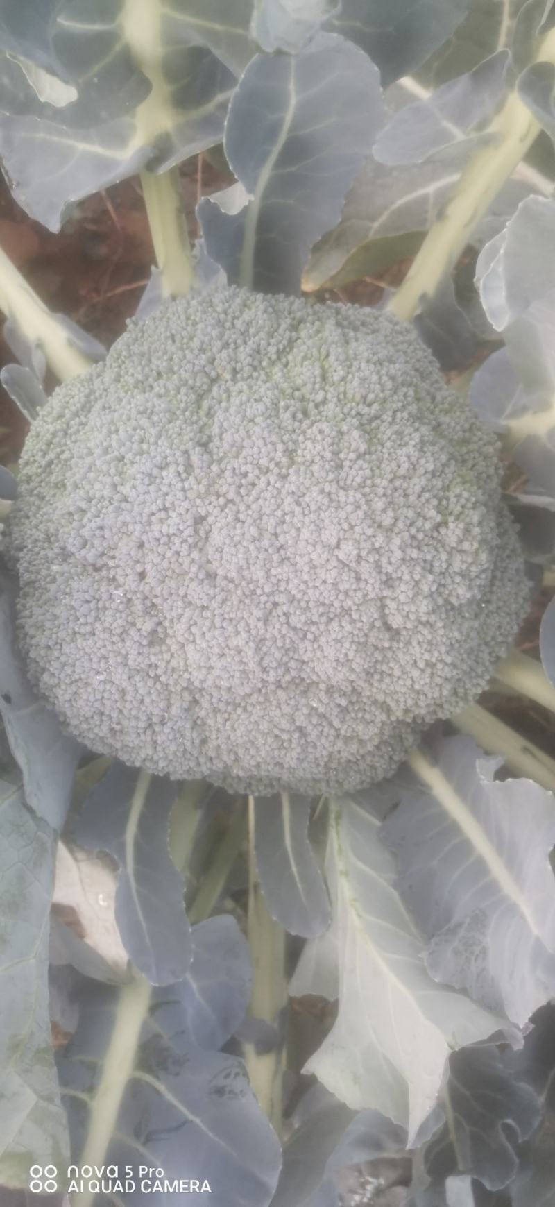 耐寒优秀西兰花品质优美个体均匀