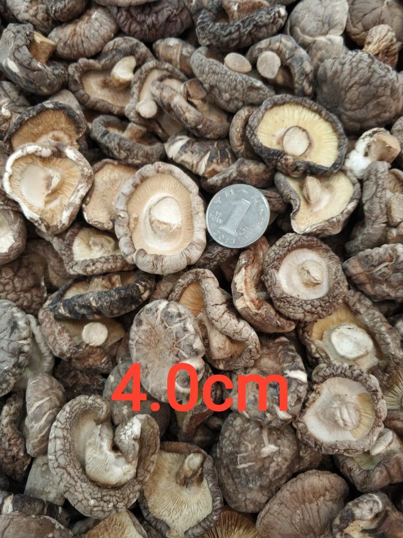 【随州干香菇/花菇】冬菇精品一手货源规格齐全