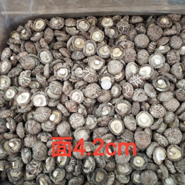 【随州干香菇/花菇】冬菇精品一手货源规格齐全
