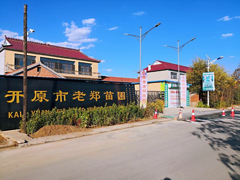 紫丁香种子大叶丁香树苗种子播种小苗量大优惠