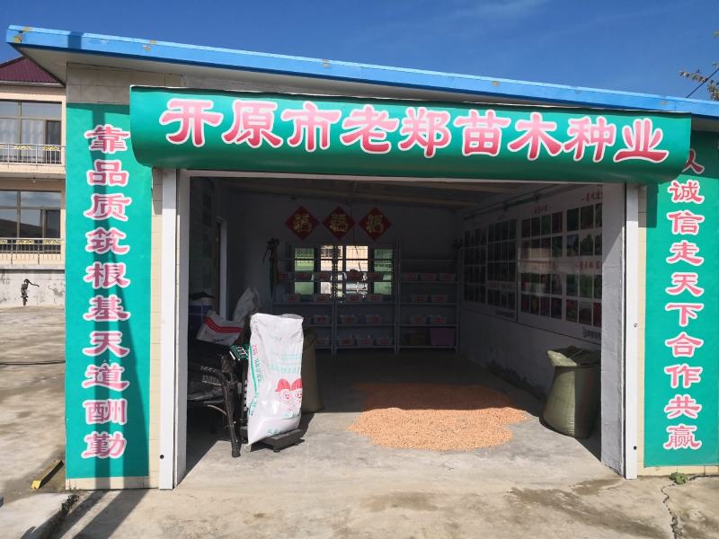 紫丁香种子大叶丁香树苗种子播种小苗量大优惠