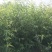 柳树苗行道绿化工程垂柳成活率高耐旱耐寒《生长速度快》