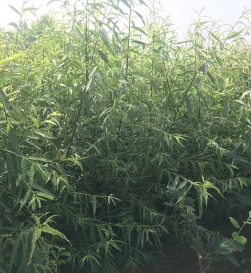 柳树苗行道绿化工程垂柳成活率高耐旱耐寒《生长速度快》