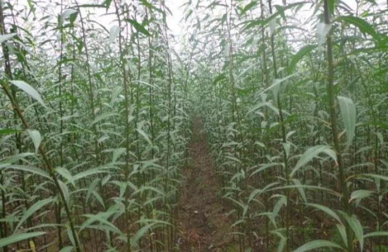 柳树苗行道绿化工程垂柳成活率高耐旱耐寒《生长速度快》